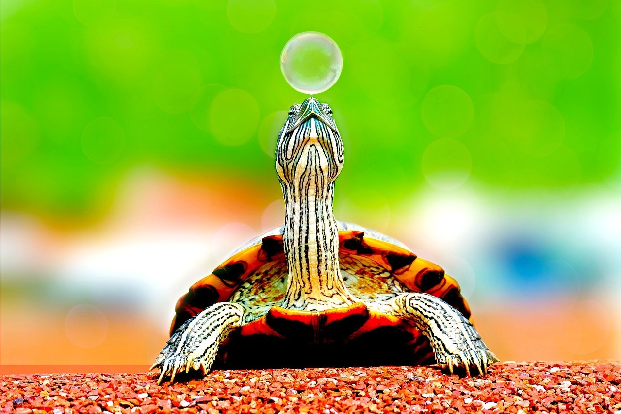 turtle bubble